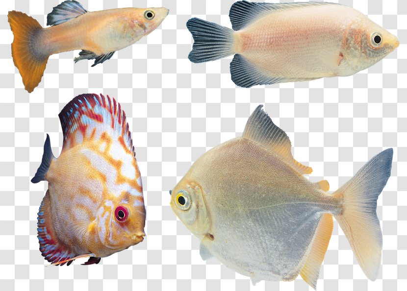 Ornamental Fish Blood-red Parrot Cichlid Tropical Clip Art - VK Transparent PNG