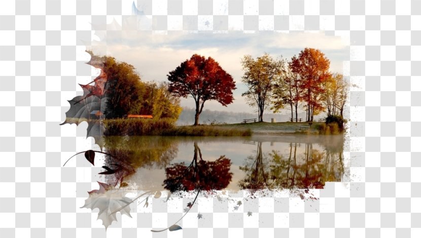 High-definition Television 1080p Desktop Wallpaper Tree Color - Highdefinition Video - Beautiful Late Autumn Chart Transparent PNG