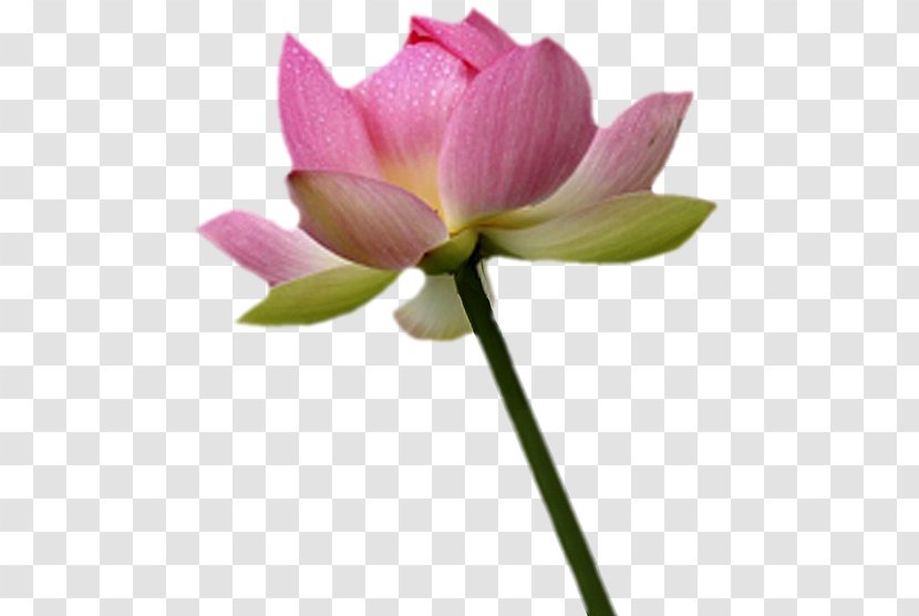 Nelumbo Nucifera Bud Plant Stem Cut Flowers - Flowering - Lotus 79 Transparent PNG