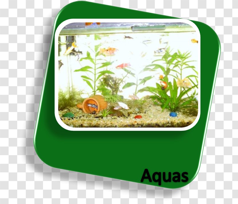 Freshwater Aquarium Ecosystem Fishkeeping Nutrient - Peixe Assado Bem Transparent PNG