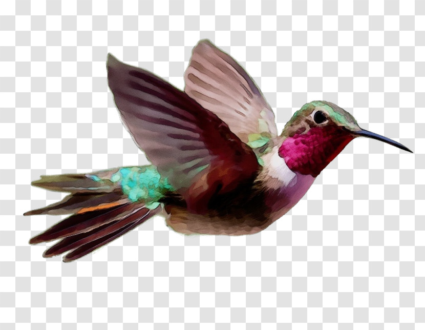 Hummingbird Transparent PNG