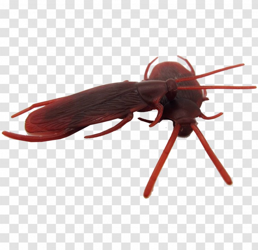 Cockroach April Fools Day Kuso Hoax - Wing - Fool 's Mischievous Fake Props Transparent PNG