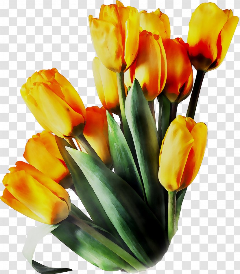 Tulip Floral Design Cut Flowers Flower Bouquet - Yellow - Crocus Transparent PNG
