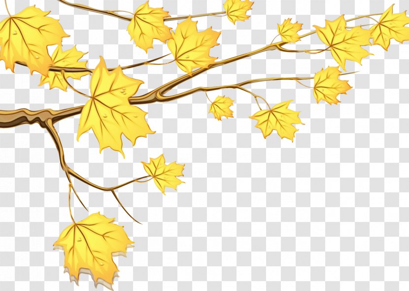 Autumn Leaf Drawing - Book - Plant Stem Maple Transparent PNG