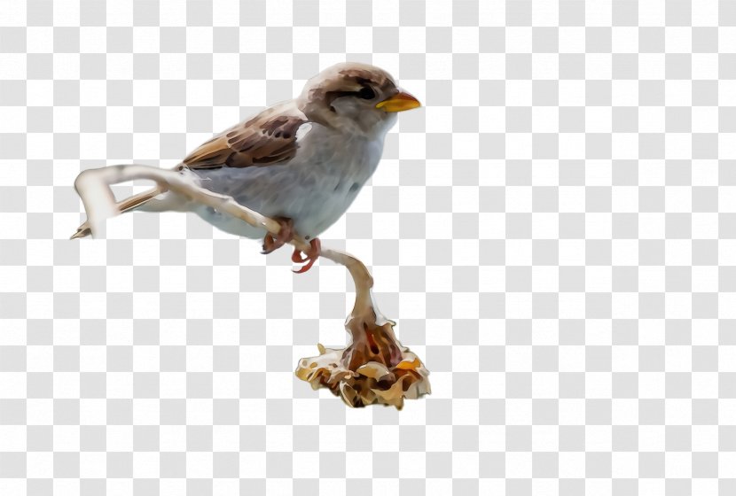 Bird Beak Perching Songbird House Sparrow - Atlantic Canary Wren Transparent PNG