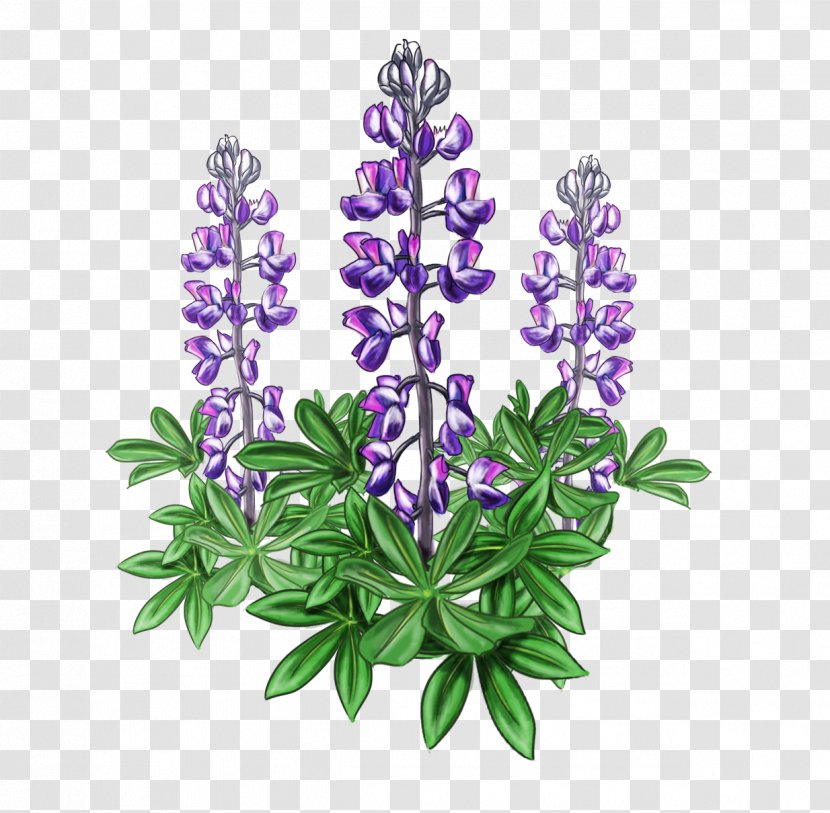 Lupine Bluebonnet Alaska Plant Violet - Flower Garden Transparent PNG