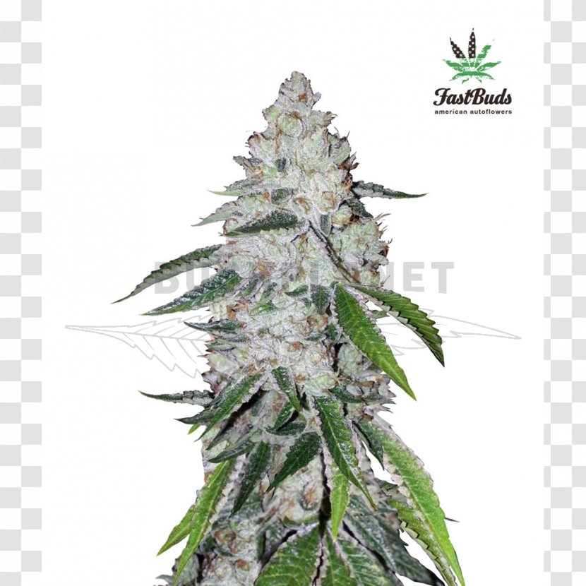 West Coast Of The United States Autoflowering Cannabis Seed Bank Transparent PNG
