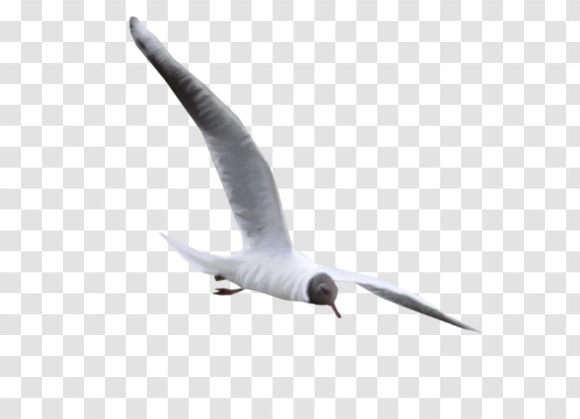 European Herring Gull Common Bird - Information - Seagull Transparent PNG