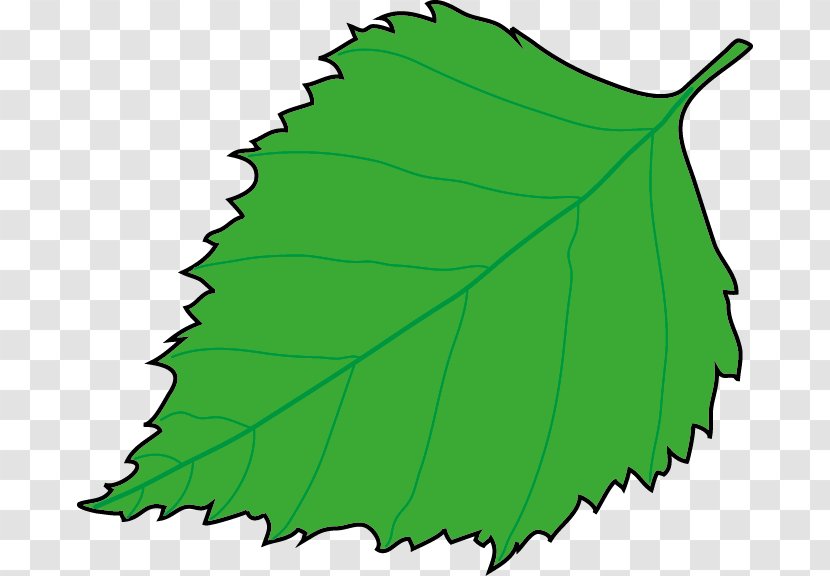 Leaf Plant Stem Tree Clip Art - Green - Monstera Transparent PNG