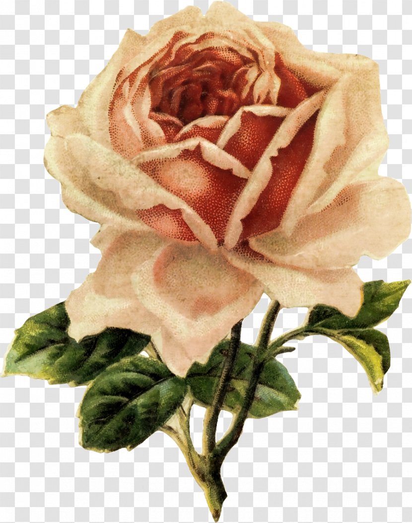 Clip Art Decorative Borders Rose Image - Flowering Plant Transparent PNG