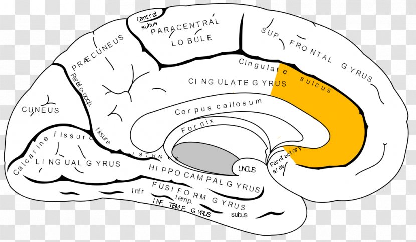 Anterior Cingulate Cortex Cerebral Prefrontal Brain - Frame - Dentate Transparent PNG