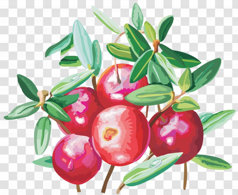 Cranberry Lingonberry Food Clip Art - Cherry Transparent PNG
