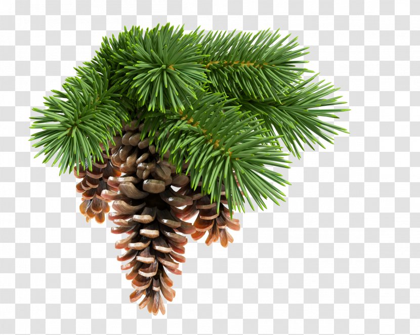 Siberia Abies Sibirica Koreana Conifers Conifer Cone - Pine Family - Fir-tree Transparent PNG