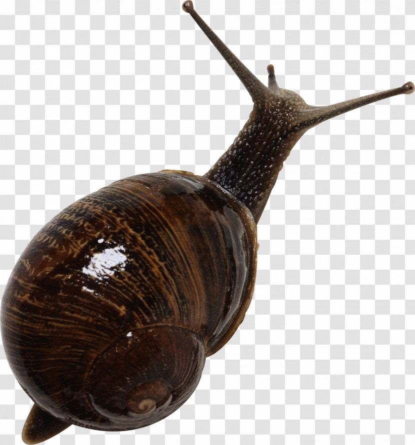 Grove Snail Download - Invertebrate - Snails Transparent PNG