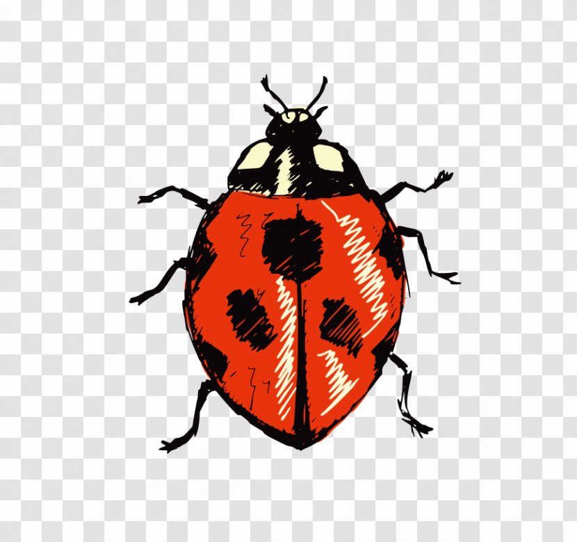 Beetle Ladybird Royalty-free Illustration - Insect - Ladybug Transparent PNG