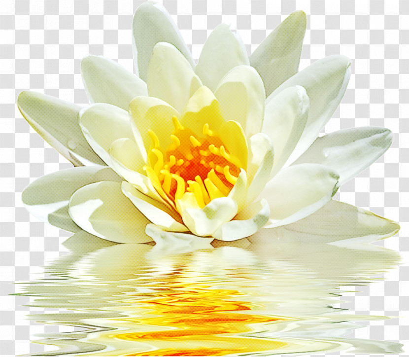 Lotus Transparent PNG