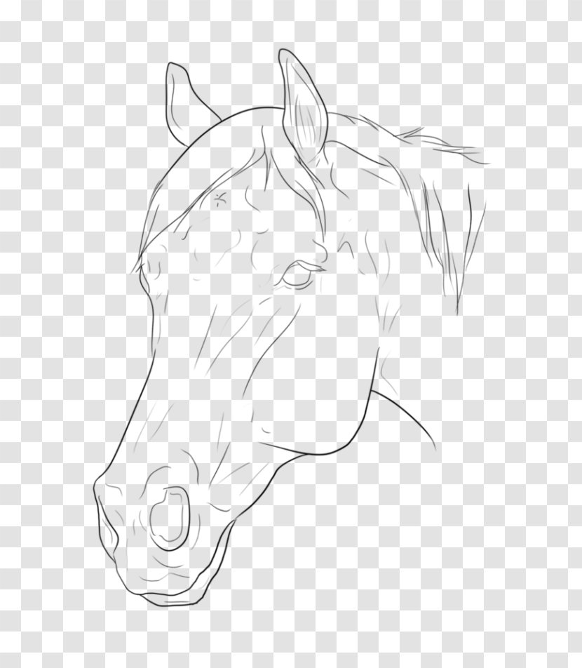 Halter Mane Pony Bridle Sketch - Face - Monochrome Transparent PNG