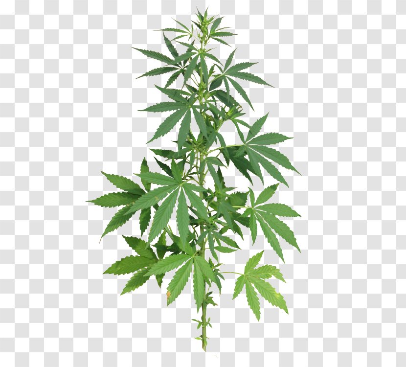 Medical Cannabis Sativa Clip Art Transparent PNG