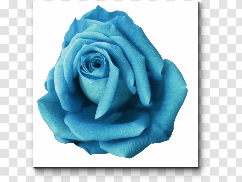 Blue Rose Garden Roses Stock Photography - Turquoise Transparent PNG