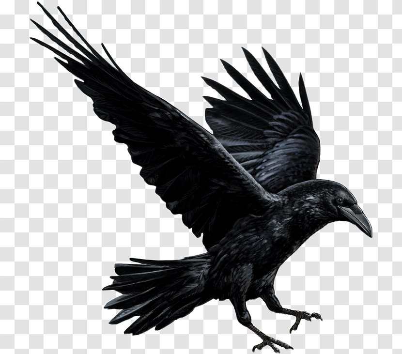 Drawing Of Family - Rook American Crow Transparent PNG