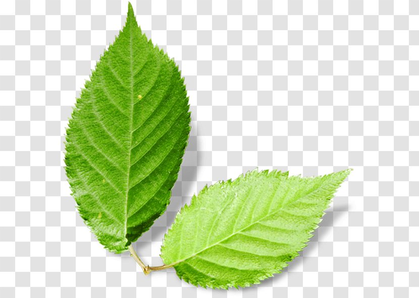 Leaf Autumn - Ifwe - HD Green Leaves Transparent PNG