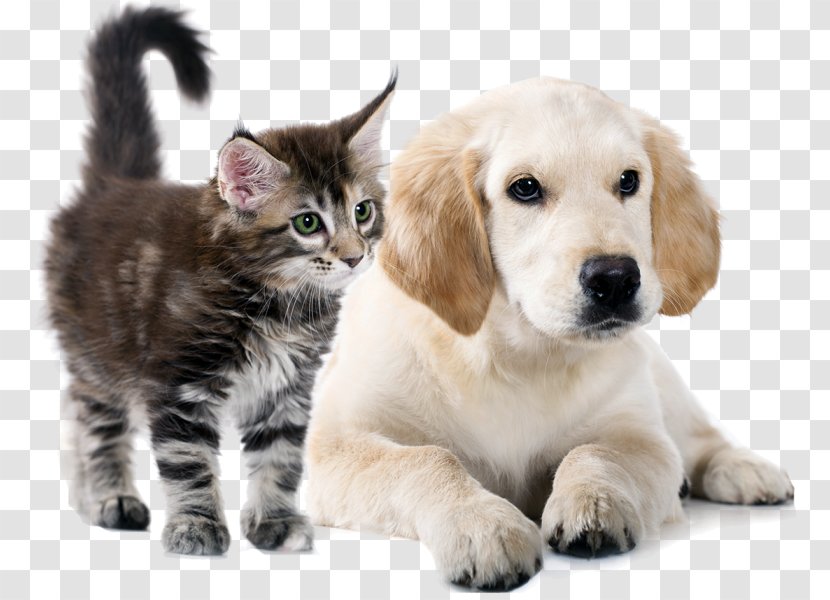 Golden Retriever Puppy Cat Dog Breed Whiskers - Happy Father's Day Transparent PNG