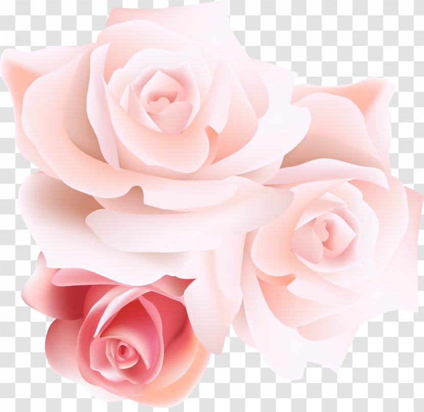 Garden Roses Centifolia Beach Rose Pink - Floral Design - Stereo Vector Transparent PNG