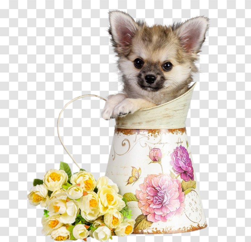 Havanese Dog Chihuahua Puppy Cat Pet - Pomeranian - Roses And Teacup Dogs Transparent PNG
