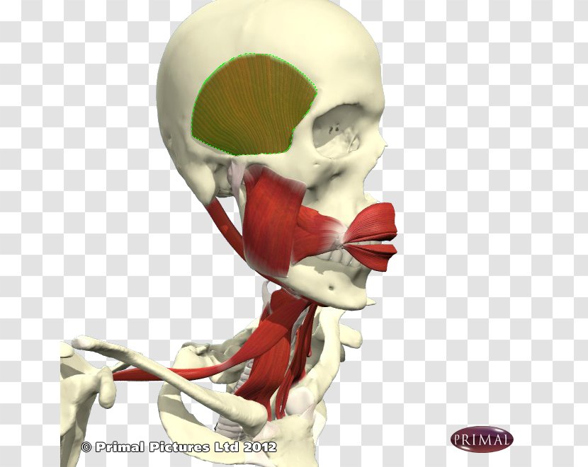 Skeleton Bone Joint Muscle Jaw - Fictional Character - Tip Of Tongue Transparent PNG