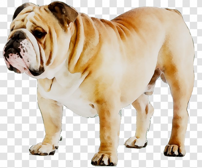 French Bulldog Puppy Dog Breed American - Breeds - Australian Transparent PNG