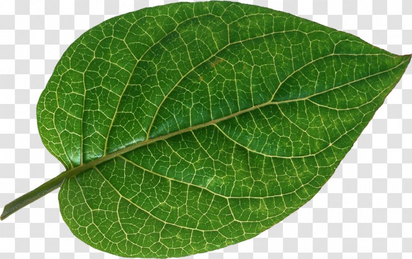 Leaf Vascular Bundle Bladnerv Root Plant - Green Leaves Potted Buckle Transparent PNG
