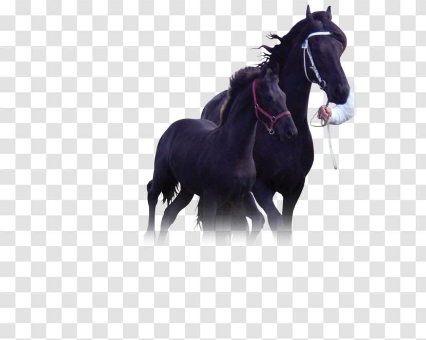 Stallion Friesian Horse Mustang Mare Pony - Show Transparent PNG