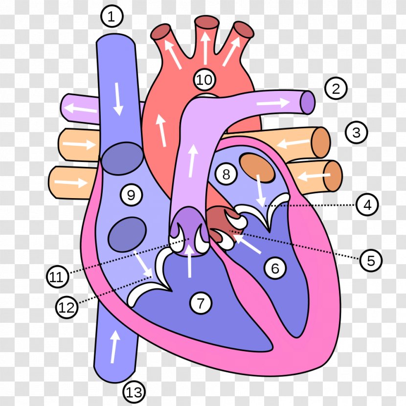 Heart Human Body Anatomy Diagram Vein - Frame - Attack Transparent PNG