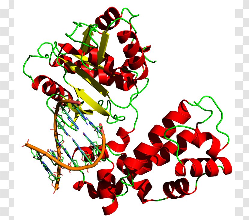 DNA Polymerase Replication Taq - Dna Transparent PNG