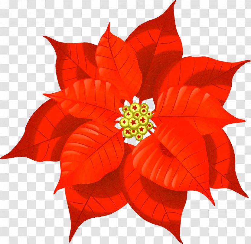 Christmas Decoration Poinsettia Card Clip Art - Petal - Marigold Transparent PNG