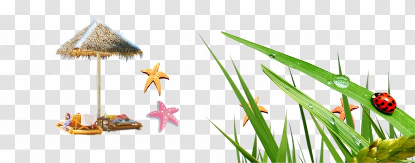 Ladybird - Plant - Leaf,Beatles,starfish,Sea Island Transparent PNG