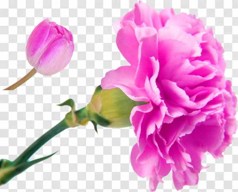 Carnation Edible Flower Birth Plant Symbolism - Wholesale - Pink And Fresh Bouquet Decorative Pattern Transparent PNG