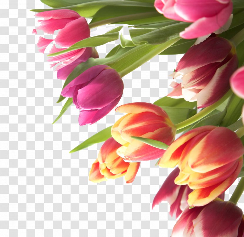 Tulip Flower Name Day - Arranging - Flowers Transparent PNG