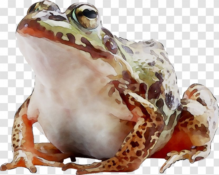 American Bullfrog True Frog Toad Terrestrial Animal - Wood Transparent PNG