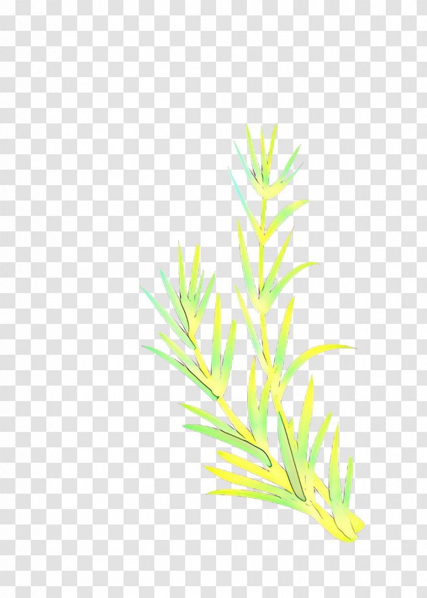 Green Grass Background - Grasses - Red Juniper Vascular Plant Transparent PNG