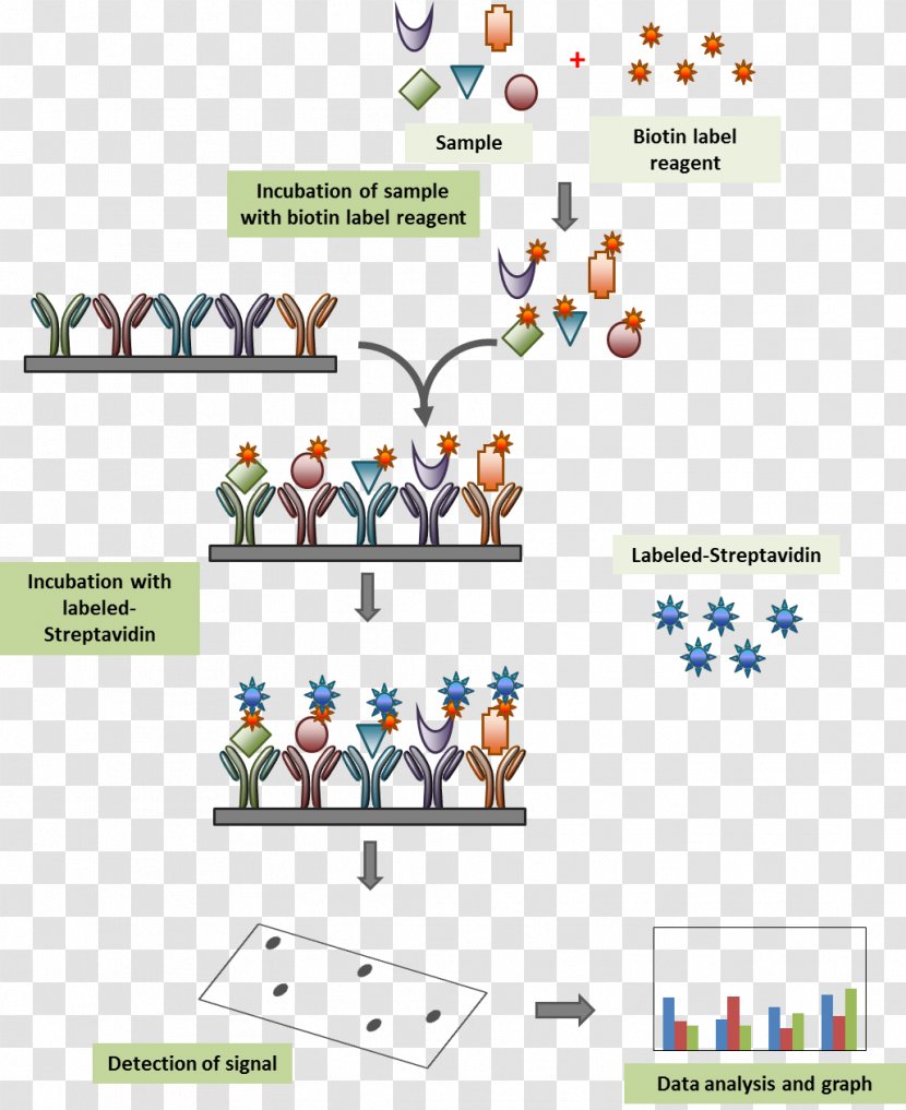 Streptavidin Biotinylation Antibody Microarray - Fluorescence - Immunofluorescence Transparent PNG