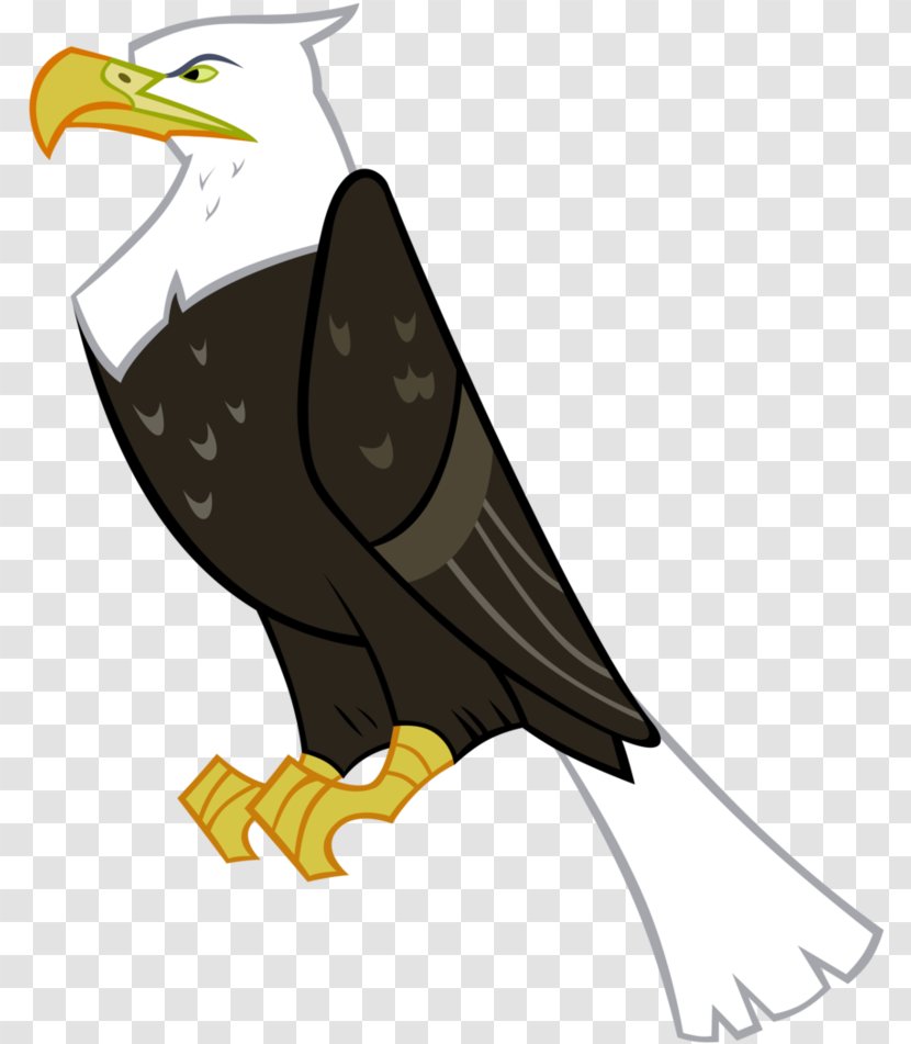 Bird Bald Eagle Kite Of Prey - Accipitridae - Falconiformes Transparent PNG