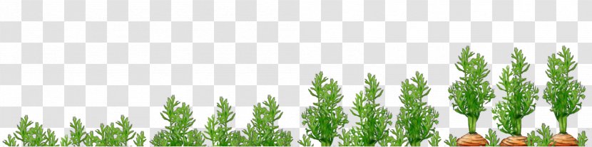 Grasses Commodity Plant Stem Tree Family - Grass - Crops Transparent PNG