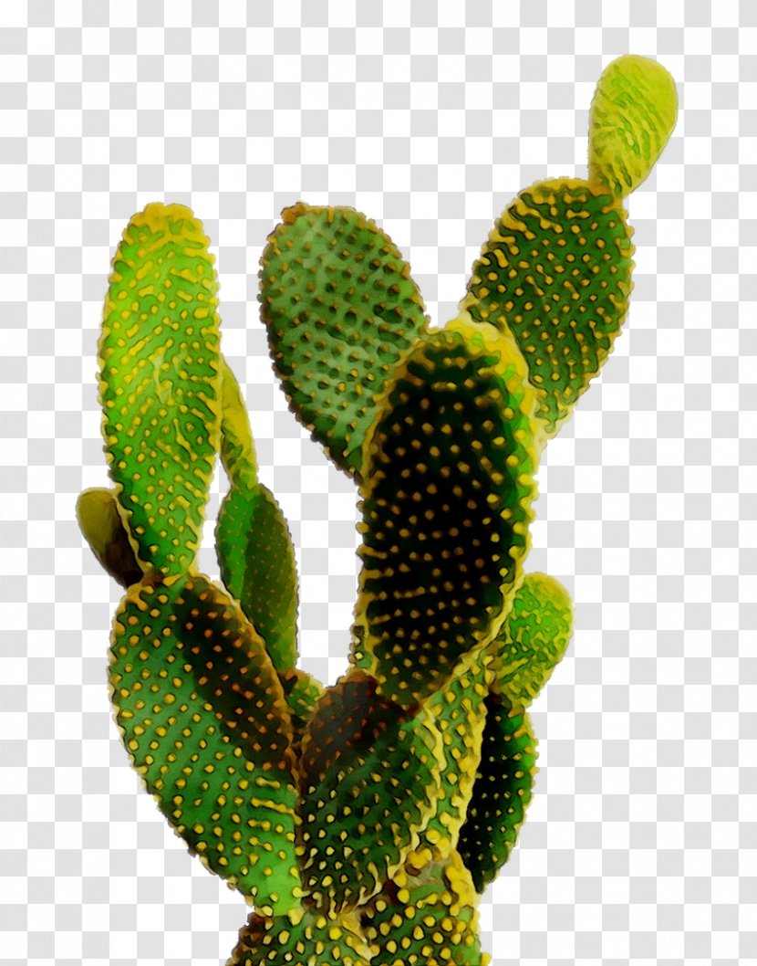 Cactus Prickly Pear Succulent Plant Poster Image - Organism - Hedgehog Transparent PNG