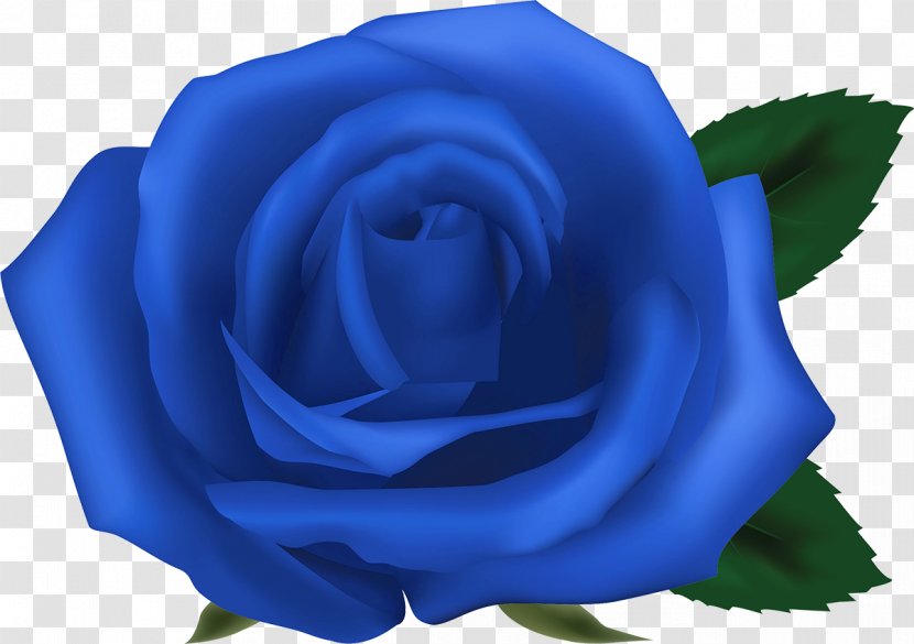 Garden Roses Blue Rose Centifolia Floribunda - Cut Flowers - Flower Transparent PNG