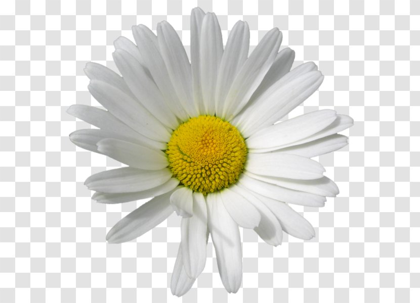Roman Chamomile Oxeye Daisy Flower - Gerbera Transparent PNG