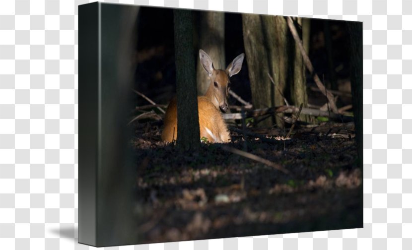 Deer /m/083vt Wood Wildlife Tail Transparent PNG
