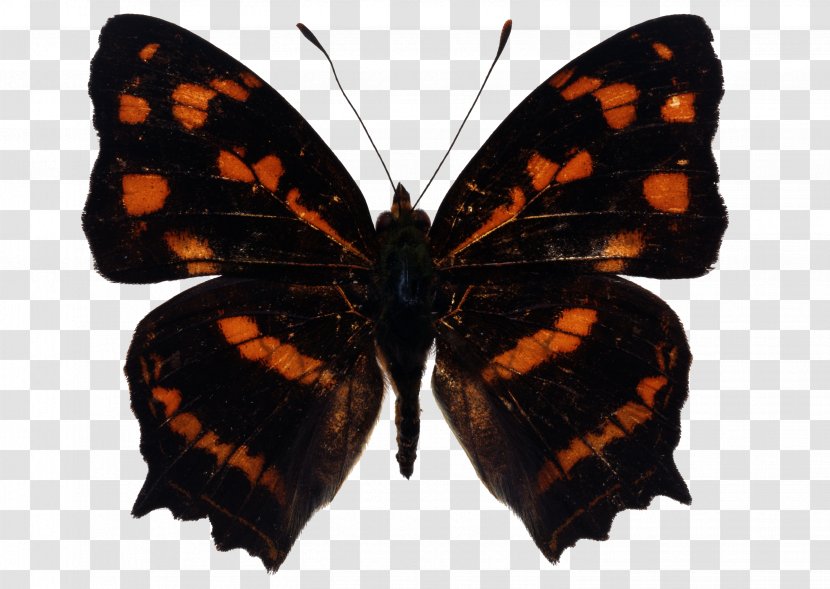 Monarch Butterfly Insect Moth - Pollinator - Red Spots Image Transparent PNG