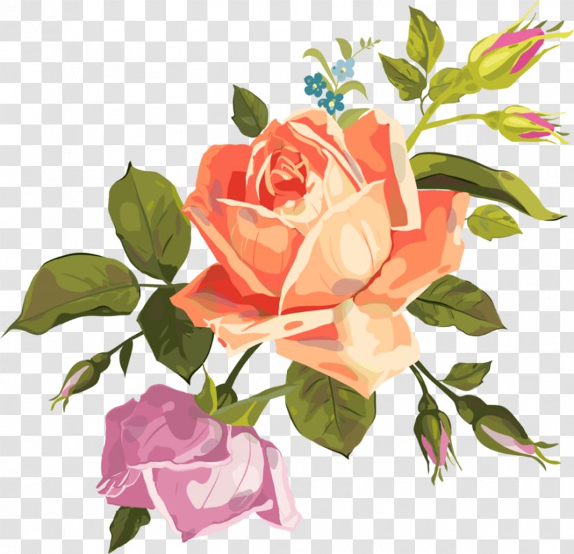 Garden Roses Cabbage Rose Clip Art - Petal - Vector Transparent PNG