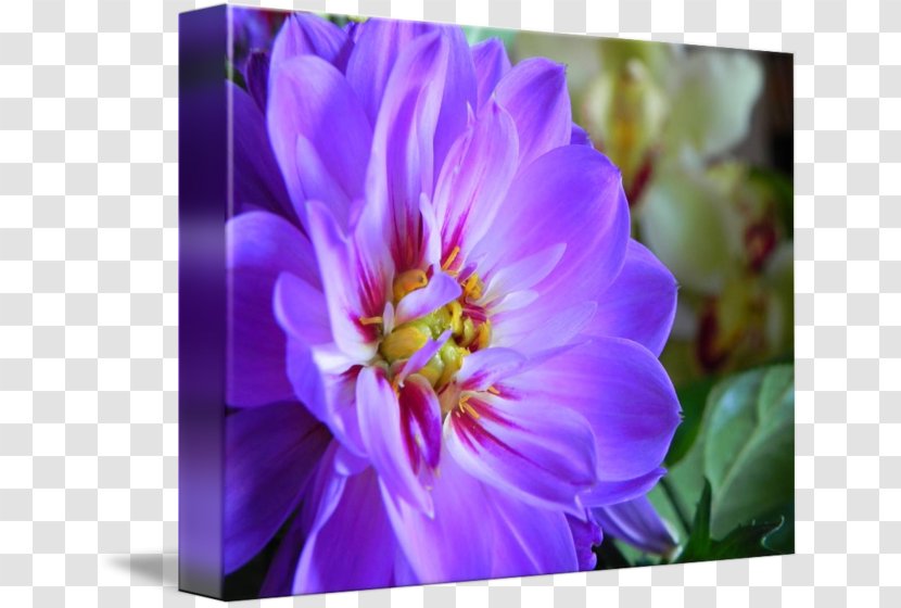 Crocus Violet Annual Plant Herbaceous Family - Petal - Sprinkle Flowers To Send Blessings Transparent PNG